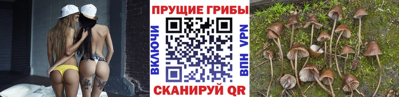 Купить где  Медынь  Псилоцибиновые грибы MAGIC MUSHROOMS 
